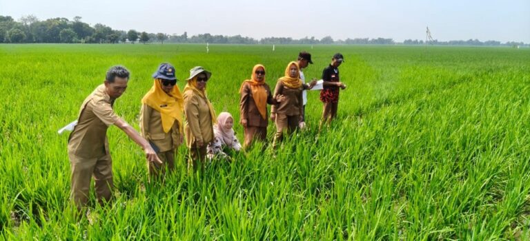 Kabar tentang penghapusan utang petani ternyata belum sampai ke sawah-sawah Indramayu.